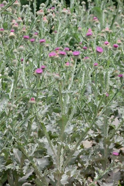Nahaufnahme von Disteln mit violetten Blüten