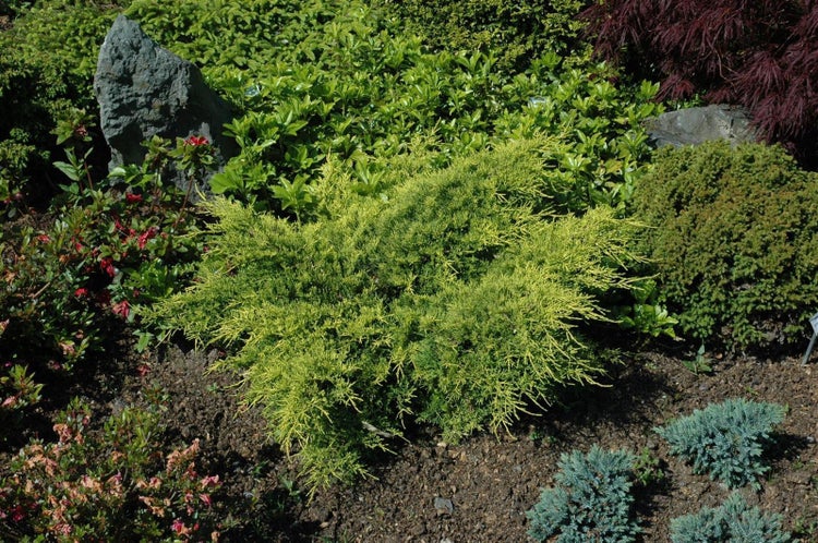 Nahaufnahme einer Zierpflanze in einem Gartenbeet