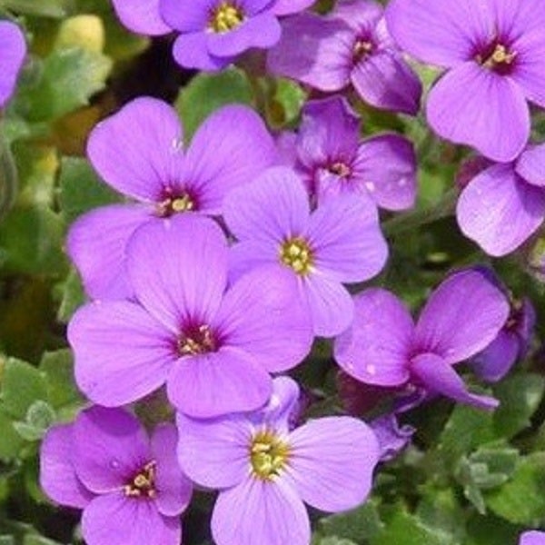 Blüten der Aubrieta-Pflanze