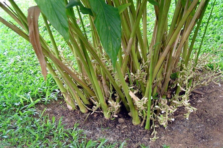 SAFLAX Garden to go - Kardamom - Elettaria cardamomum - 20 Samen - Mit Topf, Klima - Deckel und Anzuchtsubstrat