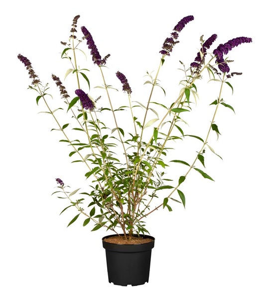 Buddleja davidii 'Black Knight', Schmetterlingsflieder, dunkelviolett, 60–100 cm