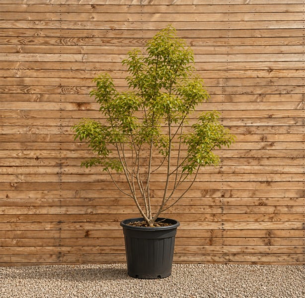 Ein kleiner Baum mit grünen Blättern in einem Kunststofftopf vor einer Holzfassade.