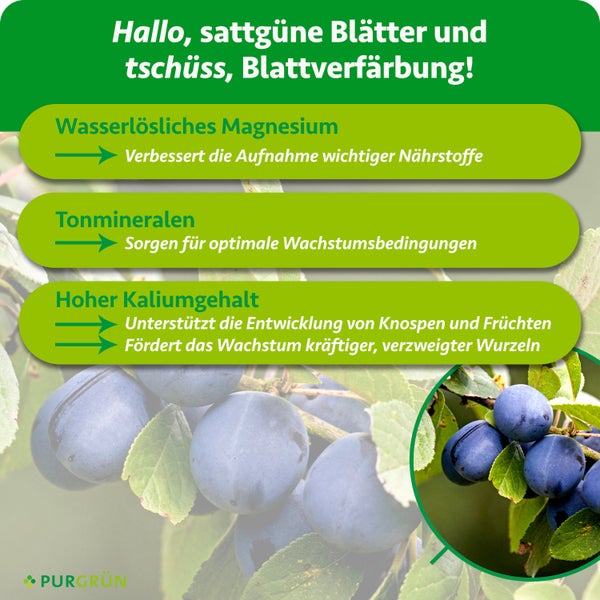 Infografik für Purgrün Dünger mit Details zu Magnesium, Tonmineralen und Kalium für gesundes Blattgrün, Wurzelwachstum und Früchte. Purgrün Logo.