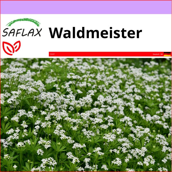 SAFLAX  - Waldmeister - Galium odoratum - 20 Samen