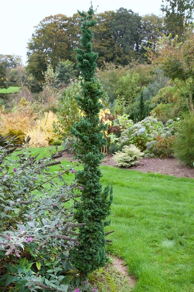Chamaecyparis lawsoniana 'Wissel's Saguaro', 60–80 cm, immergrün