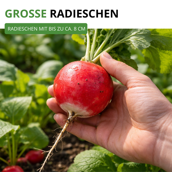 Eine Hand hält ein großes, frisch geerntetes Radieschen mit grünen Blättern und Wurzel, Größe circa 8 Zentimeter, im Garten.