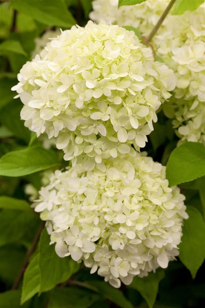 Hydrangea paniculata 'Limelight' -S-, Rispenhortensie, grünlich-weiß, 80–100 cm