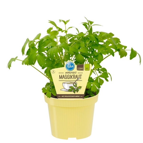 Maggikraut - Liebstöckel in BIO-Qualität - Levisticum officinale - Kräuterpflanze im 12cm Topf