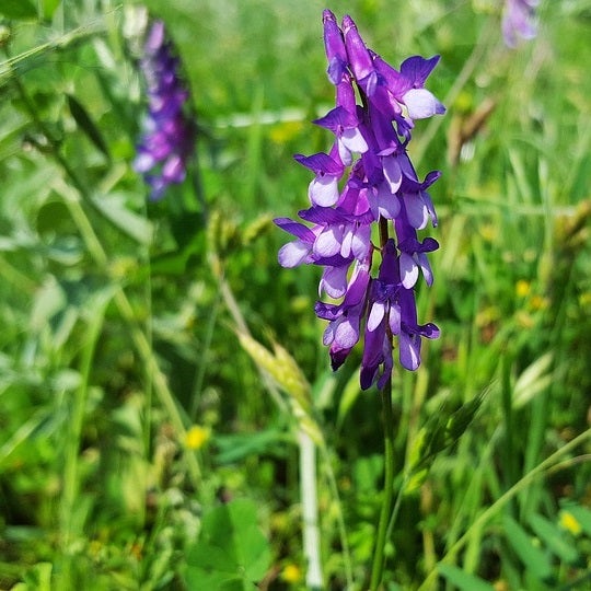 Acker-Wicke Pflanze im Garten