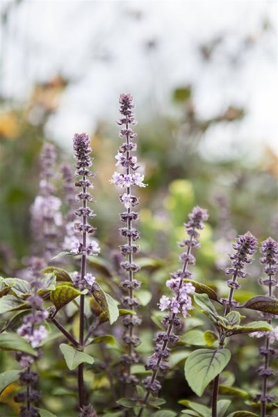 Ocimum basilicum 'Magic Blue', Basilikum, blau-violett, 2 Liter Container