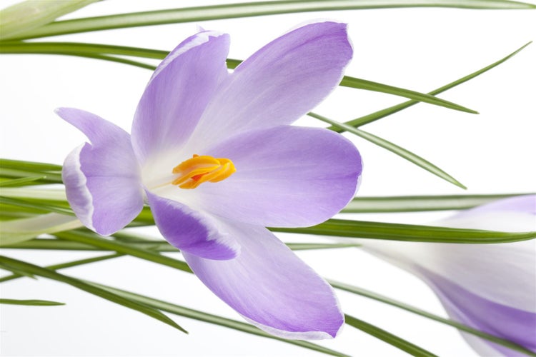 Crocus sativus, Safrankrokus, violett, ca. 9x9 cm Topf
