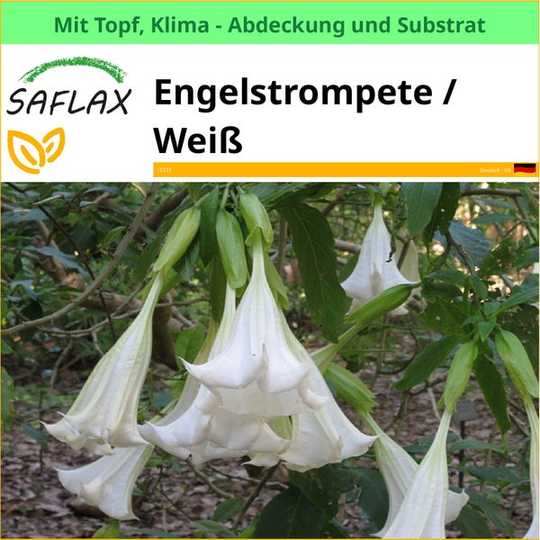 Engelstrompete mit weißen Blüten.