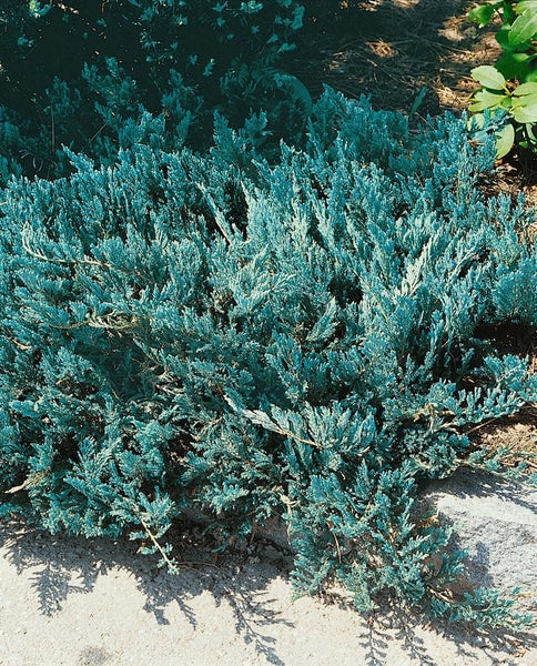 Juniperus horizontalis 'Blue Chip', Kriech-Wacholder, blaugrün, 20–25 cm