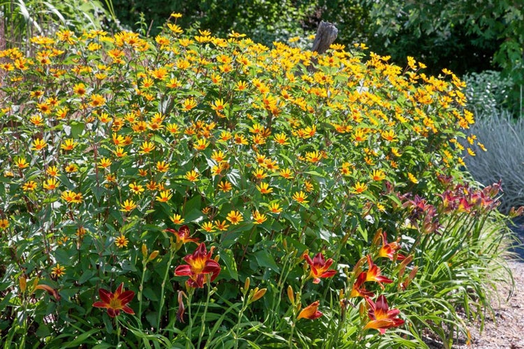 Heliopsis helianthoides 'Summer Nights', Sonnenauge, gelb, ca. 11x11 cm Topf