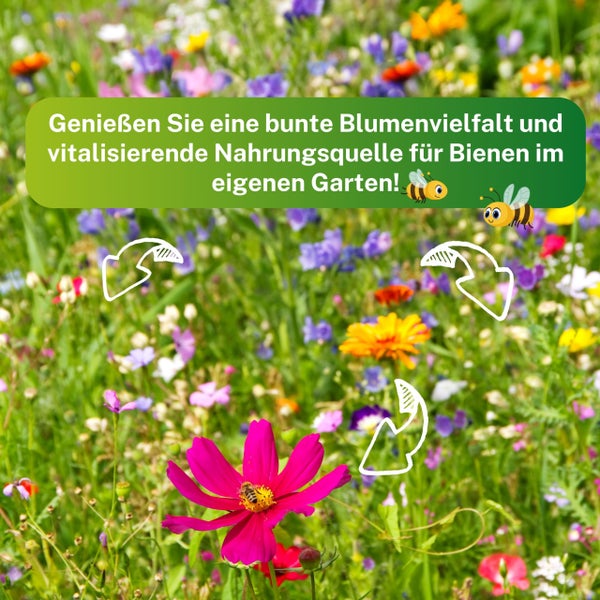 Greenyp Bienenwiese Blumenmischung I 100g für 100m² I Bienenweide - Bienen & Hummelmagnet I bienenfreundliche Blumensamen Mischung ein- und mehrjährig