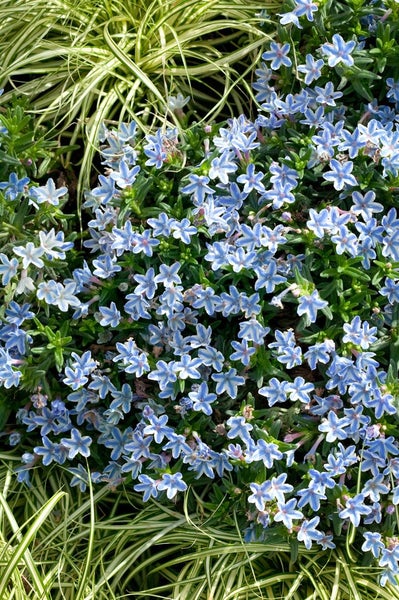 Lithodora diffusa 'Star', Himmelsherold, blau-weiß, ca. 9x9 cm Topf