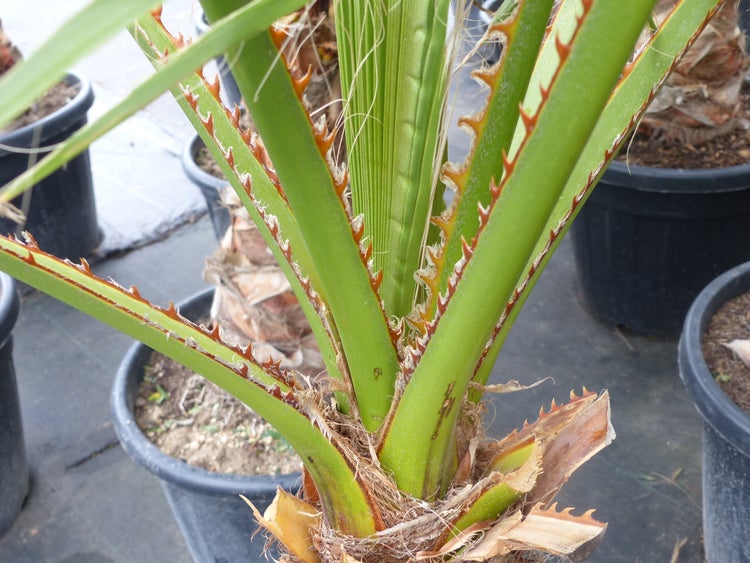Detailansicht einer Palme mit grünen, bedornten Blattstielen in einem schwarzen Kunststofftopf.