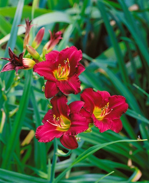 Hemerocallis x cult. 'Pardon Me', Taglilie, rot, ca. 11x11 cm Topf