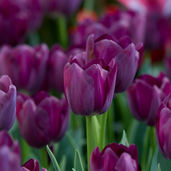 Bloomique – 20er-Mix – Tulipa Purple Mix – Lila Mix – Tulpenzwiebeln – Blumenzwiebeln – Frühlingsblüher – mehrjährige Pflanzen – wird bis zu 30–35 cm groß
