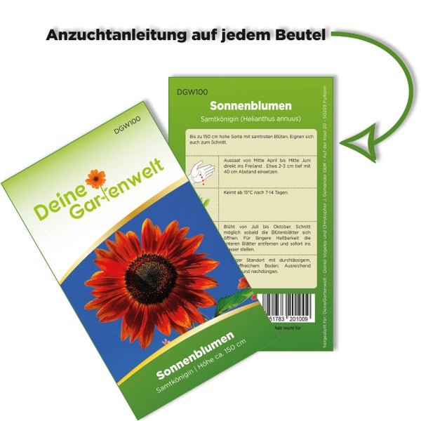 Rote Sonnenblume Helianthus annuus mit dunkler Mitte.