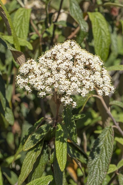 Viburnum rhytidophyllum, Immergrüner Schneeball, 40–60 cm
