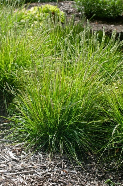 Sesleria autumnalis, Herbst-Kopfgras, ca. 9x9 cm Topf, ziergras