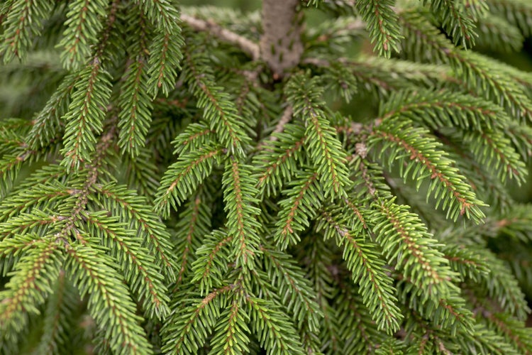 Picea orientalis 'Aurea', Orientalische Fichte, goldgelb, 70–80 cm