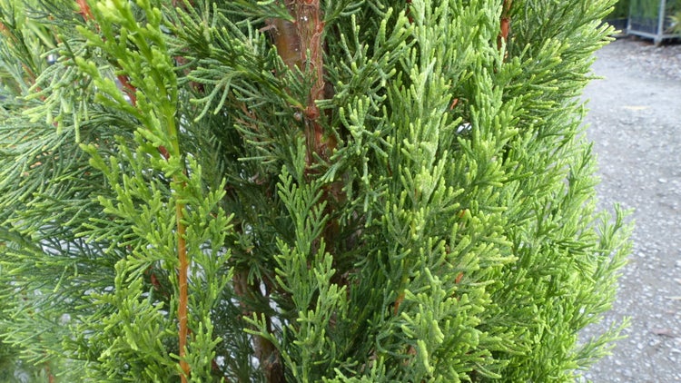 Nahaufnahme einer Leyland-Zypresse mit dichten, grünen schuppenförmigen Nadeln als immergrüne Heckenpflanze.