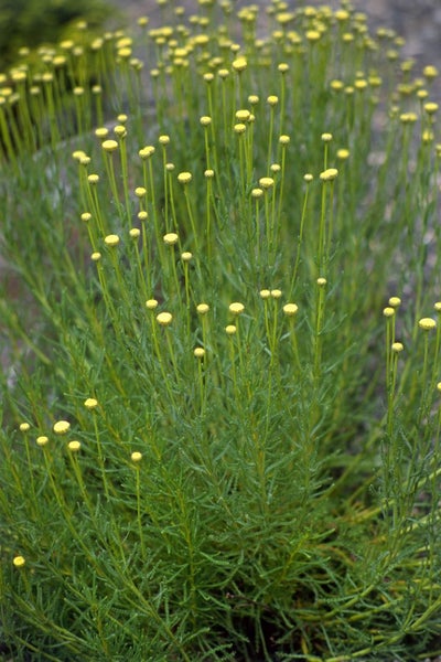 Santolina rosmarinifolia, Heiligenkraut, silbrig-grün, ca. 9x9 cm Topf