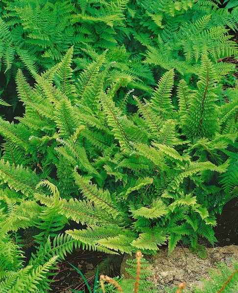 Polystichum setiferum 'Proliferum', Schildfarn, ca. 9x9 cm Topf