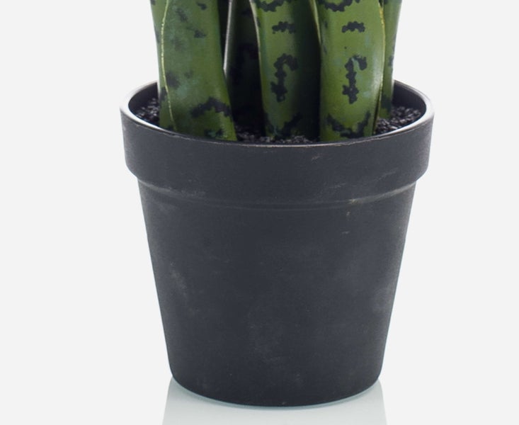 Detailaufnahme einer Sansevieria-Pflanze in einem schwarzen Kunststofftopf mit dunklem Kies.
