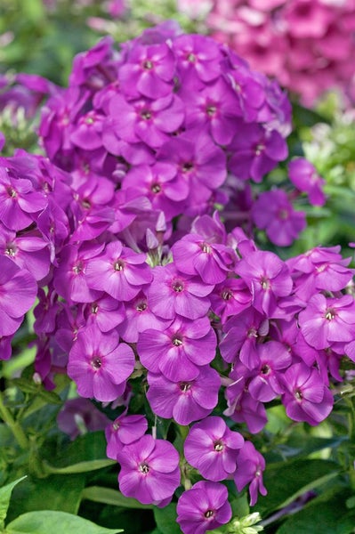 Nahaufnahme von violetten Phlox-Blüten.