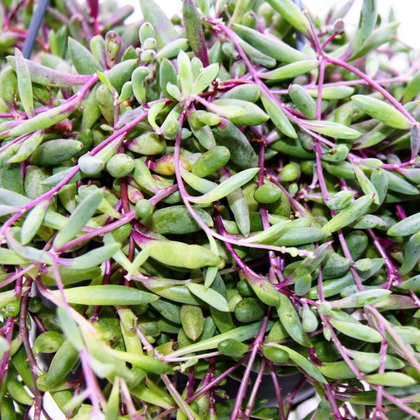 senecio-herreianus-purple-flush-violette-sukkulente-hornbach