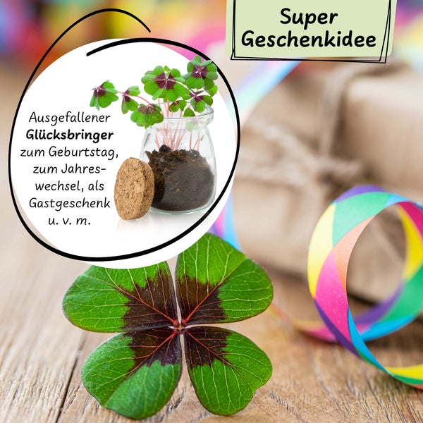 Hinrichs Greens Glücksklee Anzuchtset im Glas
