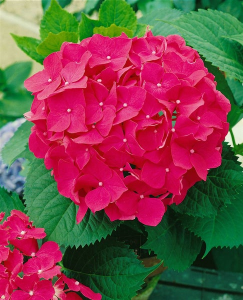 Ballhortensie mit Blüte