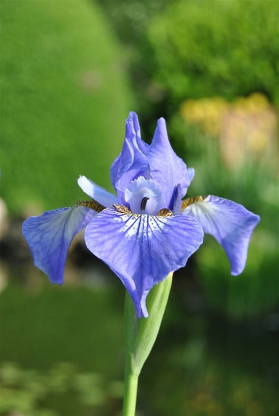 Iris setosa, Sibirische Schwertlilie, blauviolett, ca. 9x9 cm Topf