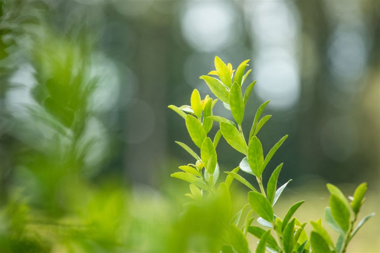 Ilex crenata 'Fastigiata', Japanische Stechpalme, immergrün, 30–40 cm