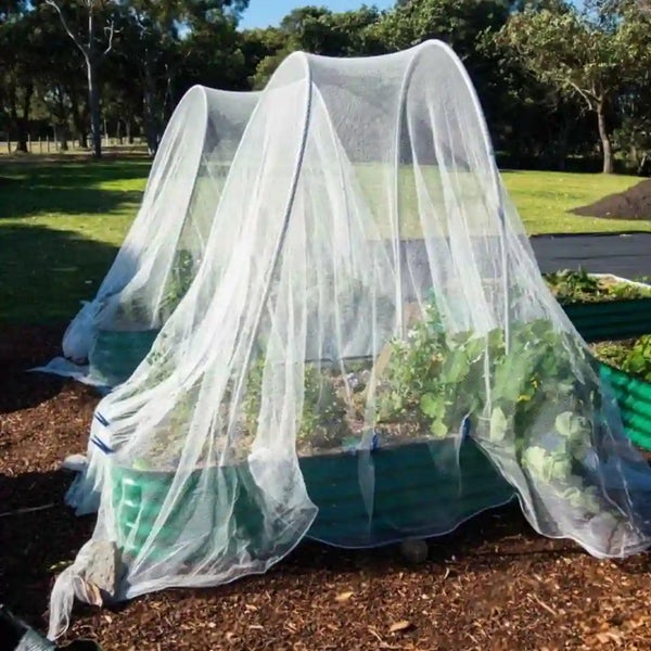 Zwei Hochbeete mit Schutznetz auf einem Gartengrundstück als Schutz vor Insekten und Vögeln für das Pflanzenwachstum.