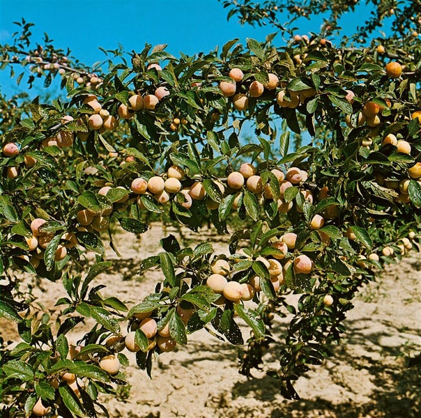 Prunus armeniaca 'Nancy Aprikose', Aprikose, 150–200 cm