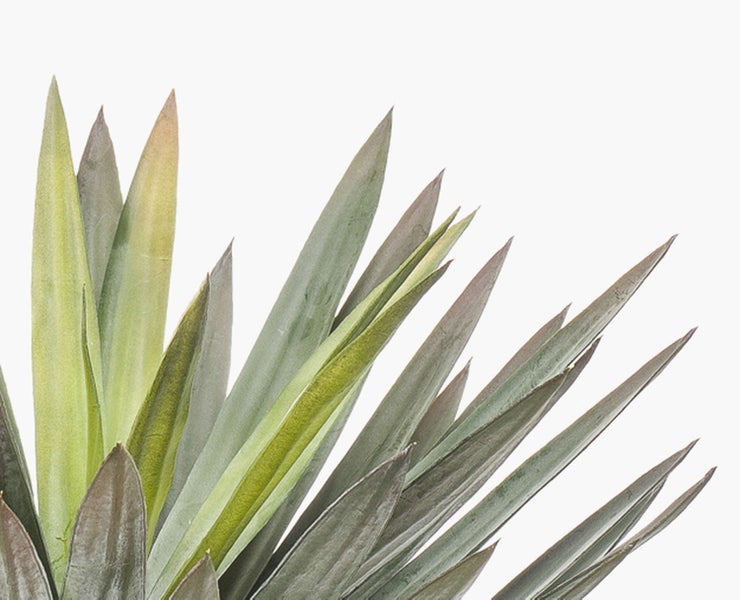 Nahaufnahme der spitzen, schwertförmigen Blätter einer Yucca-Palme in verschiedenen Grüntönen.