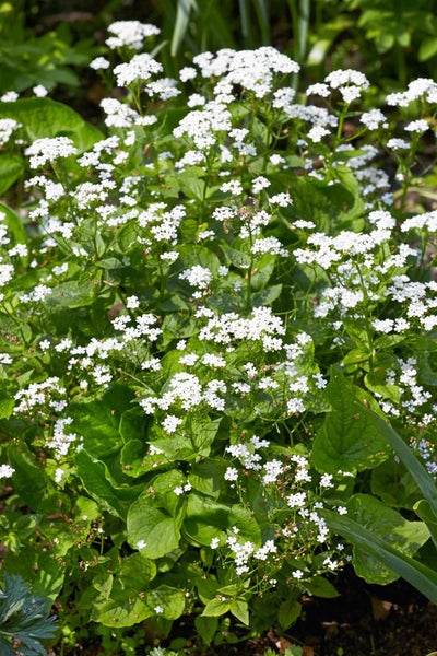 Omphalodes verna 'Alba', Gedenkemein, weiß, ca. 9x9 cm Topf