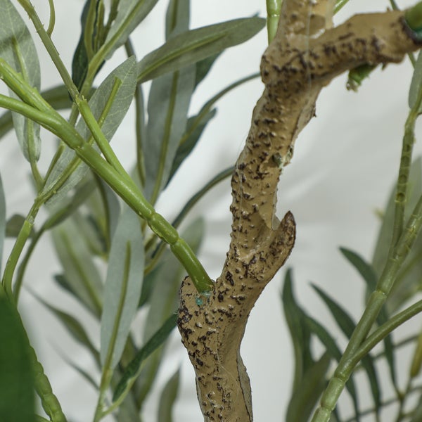 Nahaufnahme eines Olivenbaumzweigs