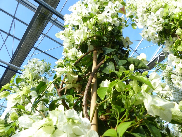 Weiße Bougainvillea Kletterpflanze an einem Bambusstab in einem hellen Gewächshaus.