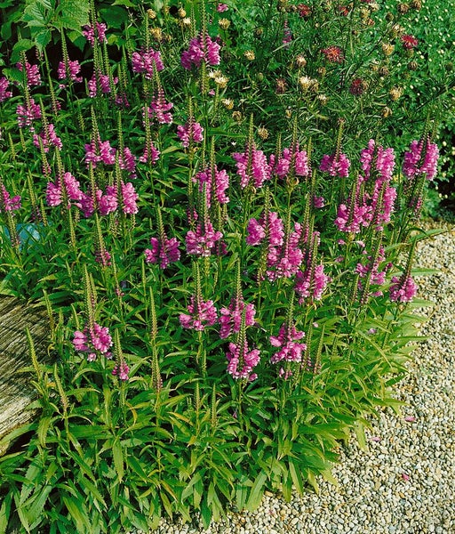 Physostegia virginiana 'Vivid', Rosa Drachenkopf, ca. 9x9 cm Topf