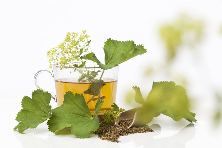 Tasse Kräutertee mit Frauenmantelkraut und -blüten