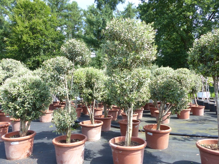 Olivenbaum 140 - 180 cm mit vielen Oliven winterhart Olea Europaea Bonsai