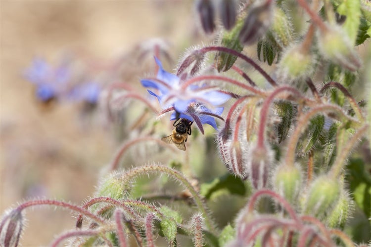 Biene auf Borretschblüte
