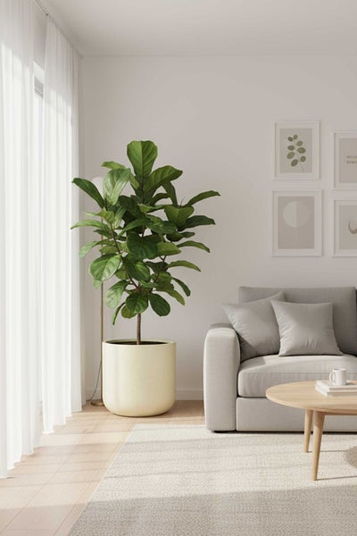 Große Geigenfeige in einem hellen Übertopf, platziert in einem hellen, modernen Wohnzimmer mit Sofa und Holztisch.