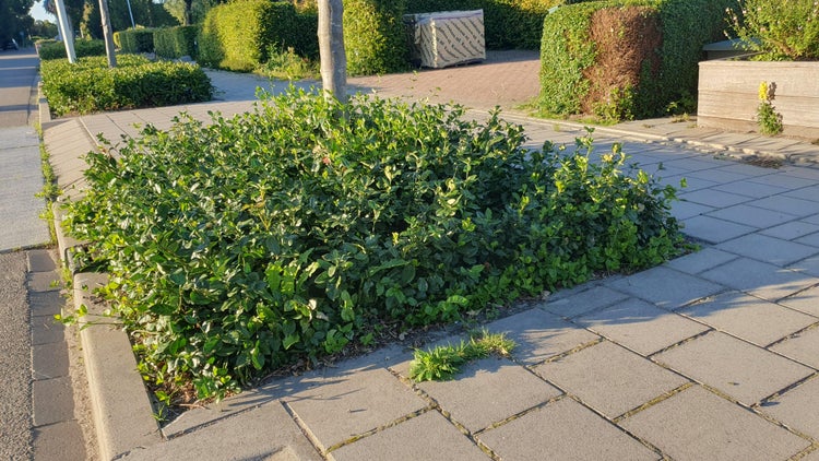 Dichter, niedrig wachsender grüner Strauch in einer Pflanzöffnung auf einem gepflasterten Gehweg im Außenbereich.