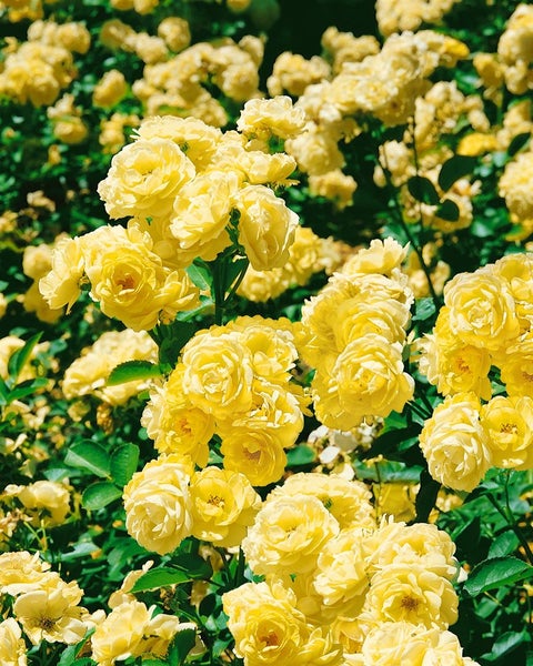 Rosa 'Golden Border', gelb, ca. 3-5 Liter Container